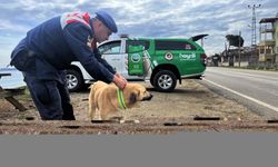 Sinop'ta trafik kazalarını önlemek için sahipsiz köpeklere reflektif tasma