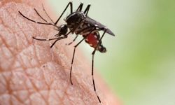 Gana'da sıtmayı daha hızlı bulaştıran sivrisinek türü tespit edildi