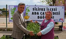 Mersin Büyükşehir’den Silifkeli üreticiye 50 bin adet ada çayı fidesi