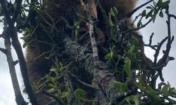 Sivas'ta armut ağacında mahsur kalan 2 ayı yavrusu kurtarıldı