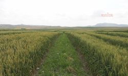 15 çeşit yerli buğday tohumu Ankara'da tanıtıldı
