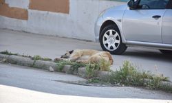 Eskişehir'de mahalleli sahipsiz köpeklerin toplatılmasını istiyor