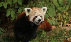 Polonya'da erkek kızıl panda "yalnız kalmak için" kafesinden kaçtı