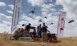Şanlıurfa'da 300 kınalı keklik doğaya salındı