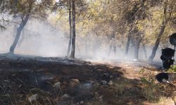 Kağıthane'de ormanlık alanda yangın çıktı