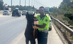 Adana'da otoyolda sahipsiz dolaşan at barınağa teslim edildi