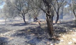 Antalya'da zeytinlik alanda yangın çıktı