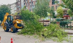 Eskişehir'de kuvvetli rüzgar ağacı devirdi