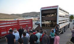 Kahramanmaraş'ta depremzede besicilere 152 Akkaraman koyunu dağıtıldı