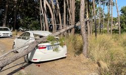 Phaselis Antik Kenti'nde devrilen ağaç otomobilde hasara neden oldu
