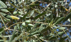Kilis'te kuraklık zeytin verimini düşürdü: Üreticiler geçim sıkıntısı yaşıyor