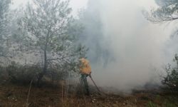 Bolu'da çıkan orman yangınları kontrol altına alındı