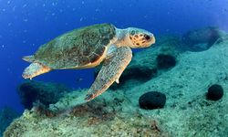 Deniz kaplumbağaları yapay zeka tabanlı sistemle takip edilecek