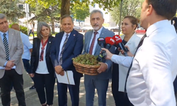 CHP'li Karadeniz milletvekillerinden fındık alım fiyatına tepki