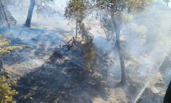 Balıkesir'in Burhaniye ilçesinde çıkan orman yangını kontrol altına alındı