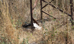 Kütahya'da elektrik direğinde akıma kapılan 50'ye yakın leylek öldü
