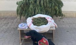 Mardin'de bir ev ve bahçesinde uyuşturucu ele geçirildi