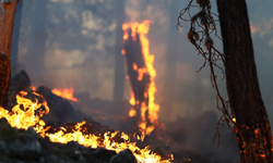 Çankırı'nın Ilgaz ilçesinde orman yangını çıktı