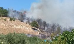 Sakarya'da çıkan yangında yaklaşık 8 dönüm ağaçlık alan yandı