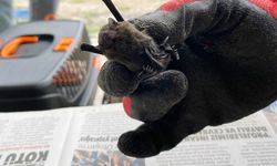 Bolu'da sobaya giren "cüce yarasalar" doğaya salındı