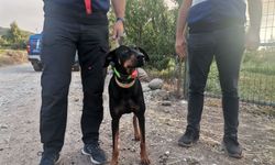 Kayıp ekonomist Korhan Berzeg'in köpeğinin bulunduğu bölgede arama çalışması sürüyor