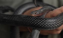 Süleymaniyeli çift geçimlerini evlerinde besledikleri yılanların yağından sağlıyor
