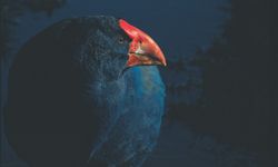 Yeni Zelanda'nın ulusal kuşu "takahelerin" sayısı koruma programıyla arttı