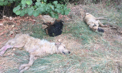 AKP'li belediye sokak hayvanlarını dağ başına atıp ölüme terk etti! 