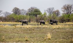 Afrika'nın doğa harikalarından Okavango Deltası'nda kuraklık hakim