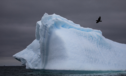 Antarktika ana karasında ilk kez kuş gribine rastlandı