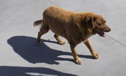 Dünyanın en yaşlı köpeğiydi: Bobi 31 yaşında öldü