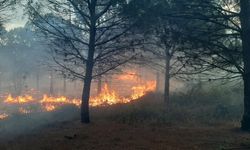 İzmir’in Menderes, Selçuk, Urla ve Çeşme ilçelerinde orman yangını