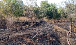 Çorum'da çıkan yangında 2 dekar ceviz bahçesi zarar gördü