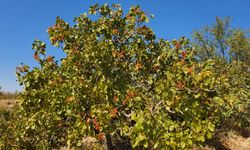 Manisa'da aşılanan menengiç ağaçlarından Antep fıstığı hasadı sürüyor