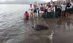 Muğla'da tedavileri tamamlanan 10 deniz kaplumbağası denizle buluştu
