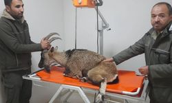 Adıyaman'da yaralı bulunan dağ keçisi tedavi altına alındı