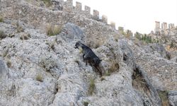 Alanya'da tedavisi tamamlanan dağ keçisi doğal ortamına bırakıldı