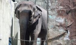 Esaret altında geçen bir yaşam! 'Dünyanın en yalnız fili' Mali yaşamını yitirdi
