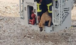 Hatay'da ağır hasarlı binada mahsur kalan köpeği itfaiyeciler kurtardı