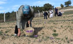 Karabük'te safran hasadı etkinliği yapıldı