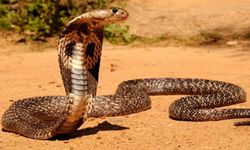 Eşini ve kızını kobra yılanıyla öldürdü