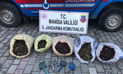 Manisa'da zeytin hırsızları suçüstü yakalandı 