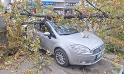 Samsun'da şiddetli rüzgar ağacı devirdi