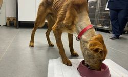 Mucize köpek, çene ameliyatlarıyla hayata tutundu