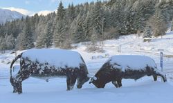 Rize ve Artvin'de kar nedeniyle 50 köyle ulaşım sağlanamıyor