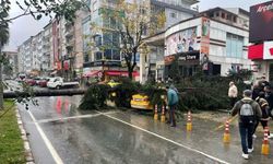 Rize'de rüzgarın devirdiği ağaç 2 taksiye zarar verdi