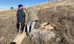 Sivas'ta sürüye saldıran kurtlar 37 koyunu öldürdü