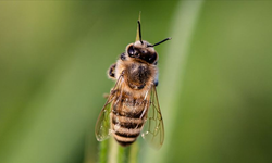Ani iklim değişiklikleri arıların bağışıklık sistemini bozuyor