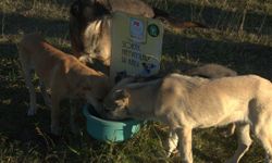 Sahipsiz köpeklere yönelik düzenlemeleri de içeren kanun, Resmi Gazete'de yayımlanarak yürürlüğe girdi