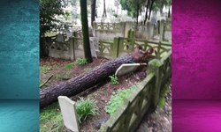 Sakarya'da mezarın üzerine ağaç devrildi!